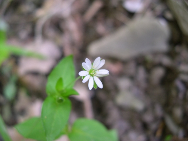 Stellaria media subsp. media